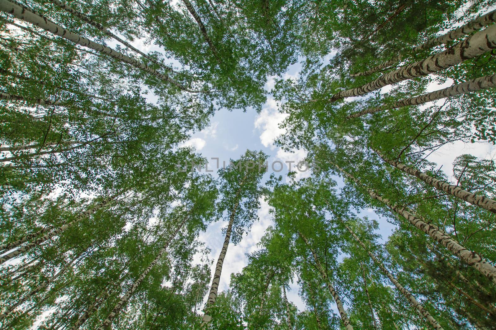 Green forest trees frame abstract natural background under sky