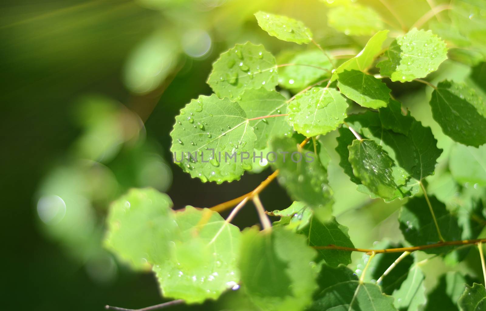 Closeup nature view of green leaf background in garden natural green plants landscape wallpaper concept