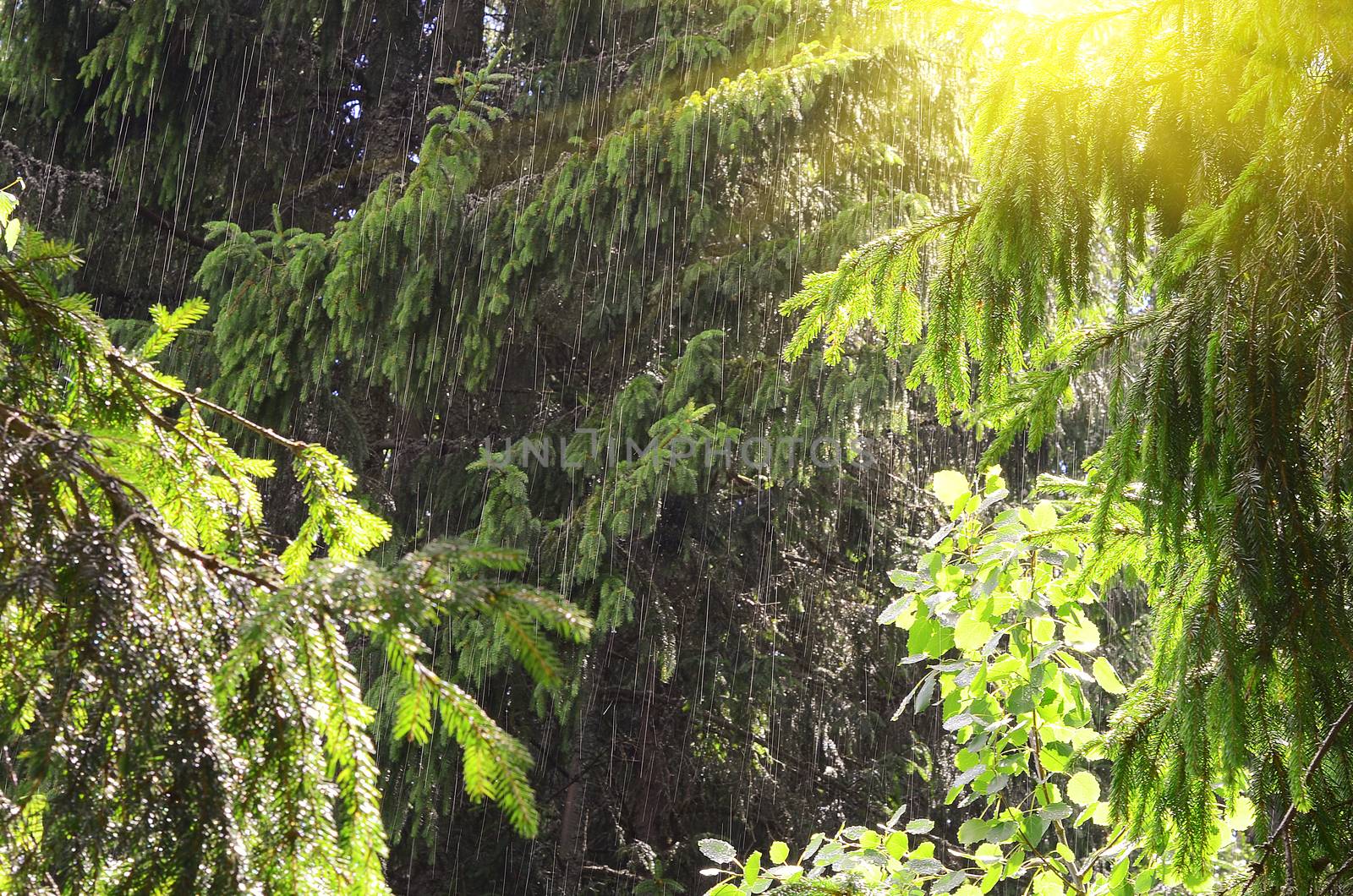 Beautiful Rain Forest with the sun behind sunlight