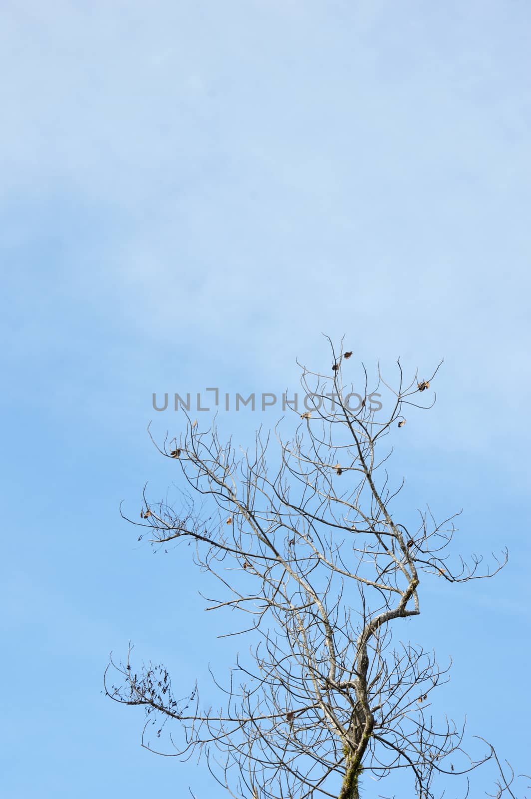 dried branches on a big tree with blue sky background