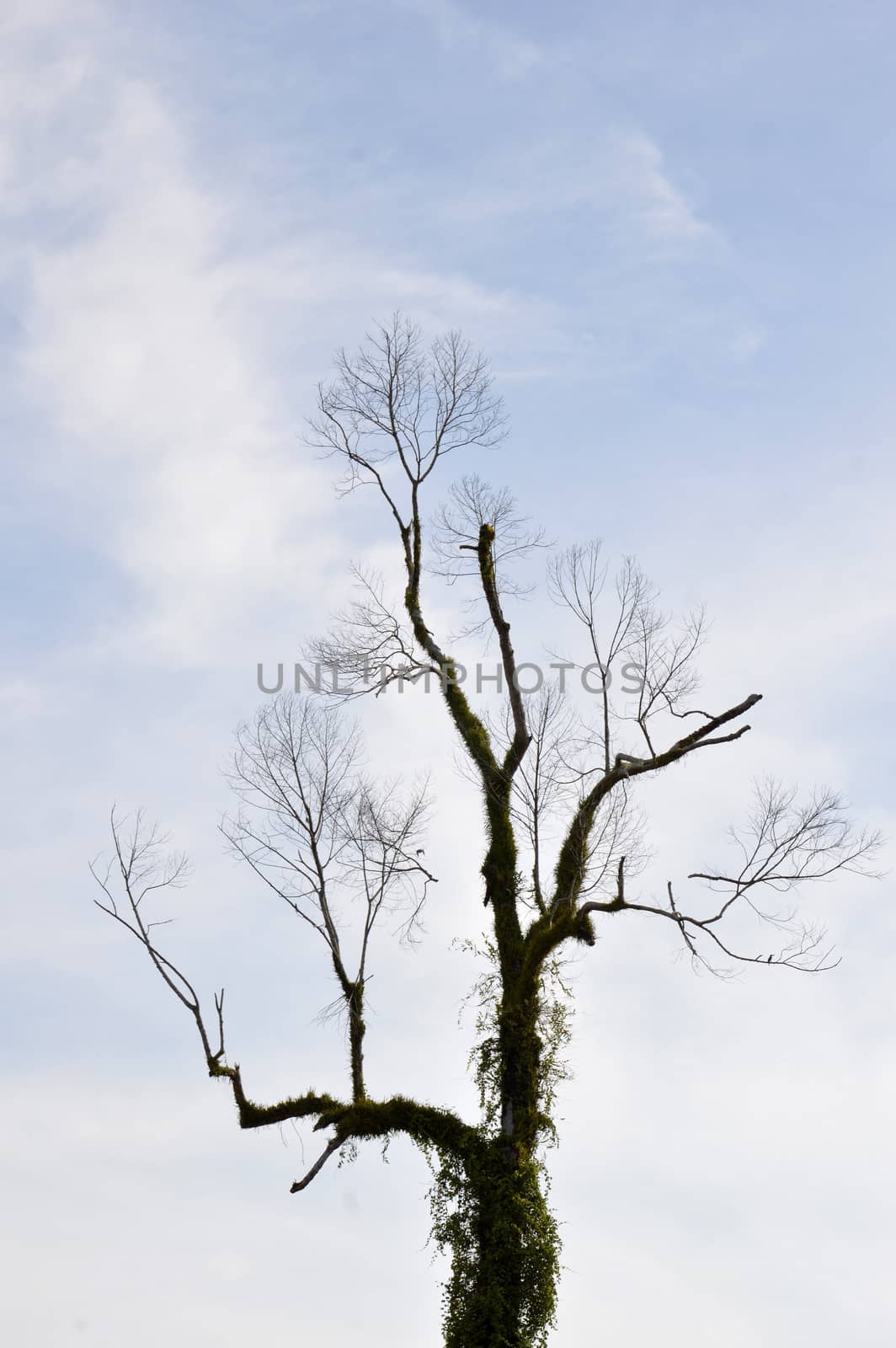 dried branches on a big tree with blue sky background