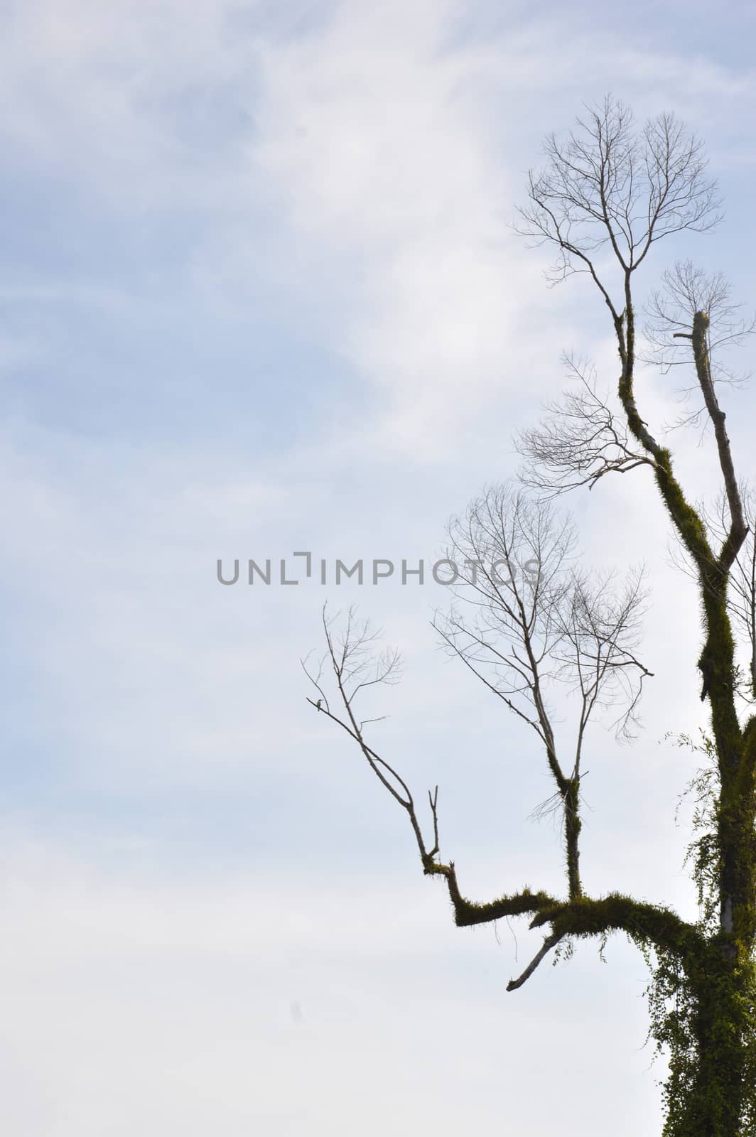 dried branches on a big tree with blue sky background