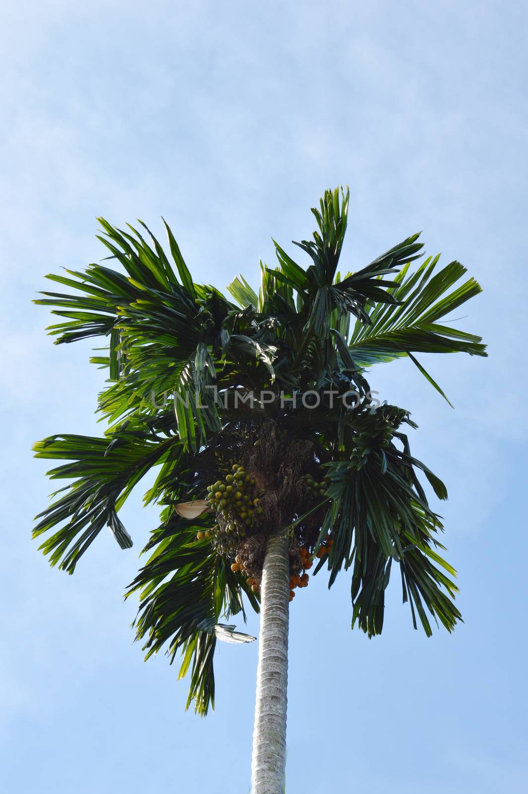 nut trees against blue sky