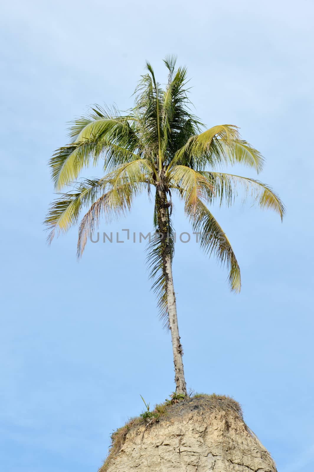 coconut tree at the barren hill