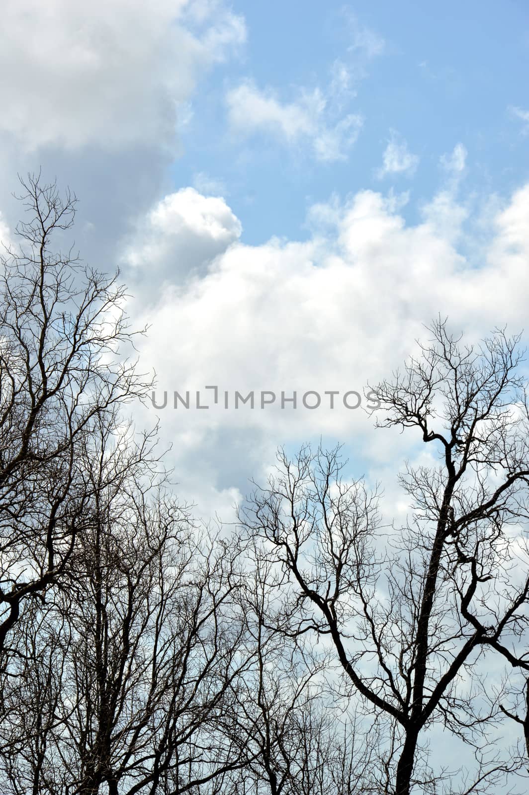 dried branches on a big tree with blue sky background