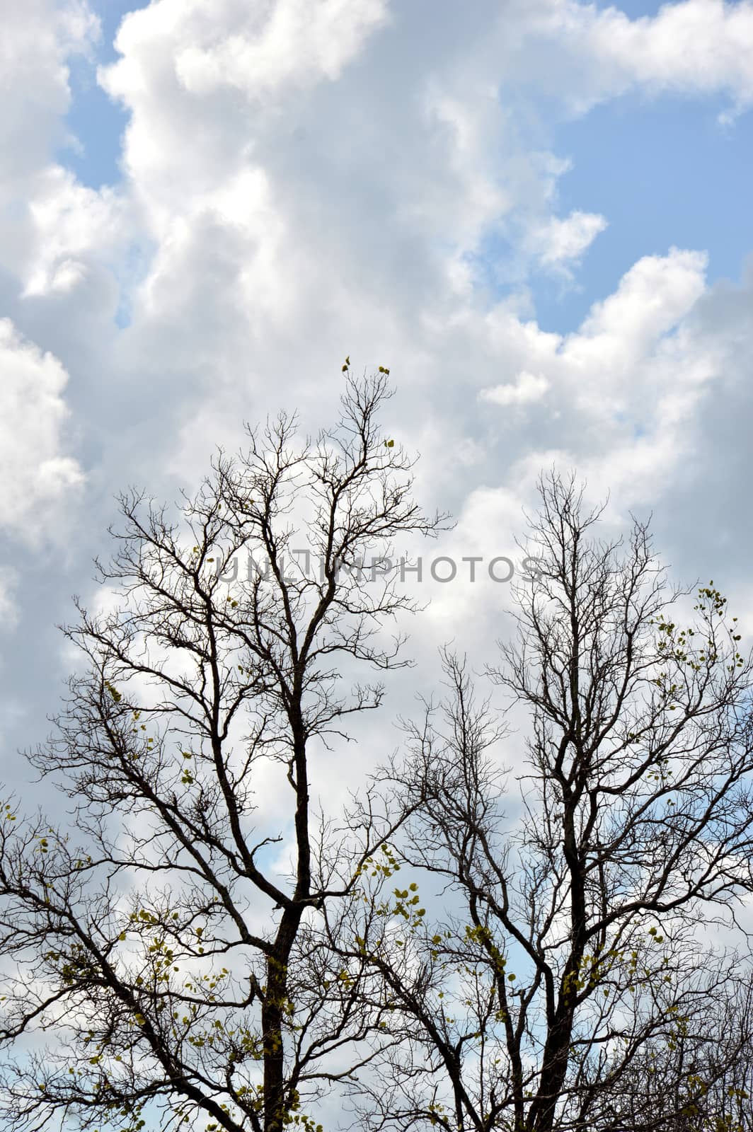 dried branches on a big tree with blue sky background