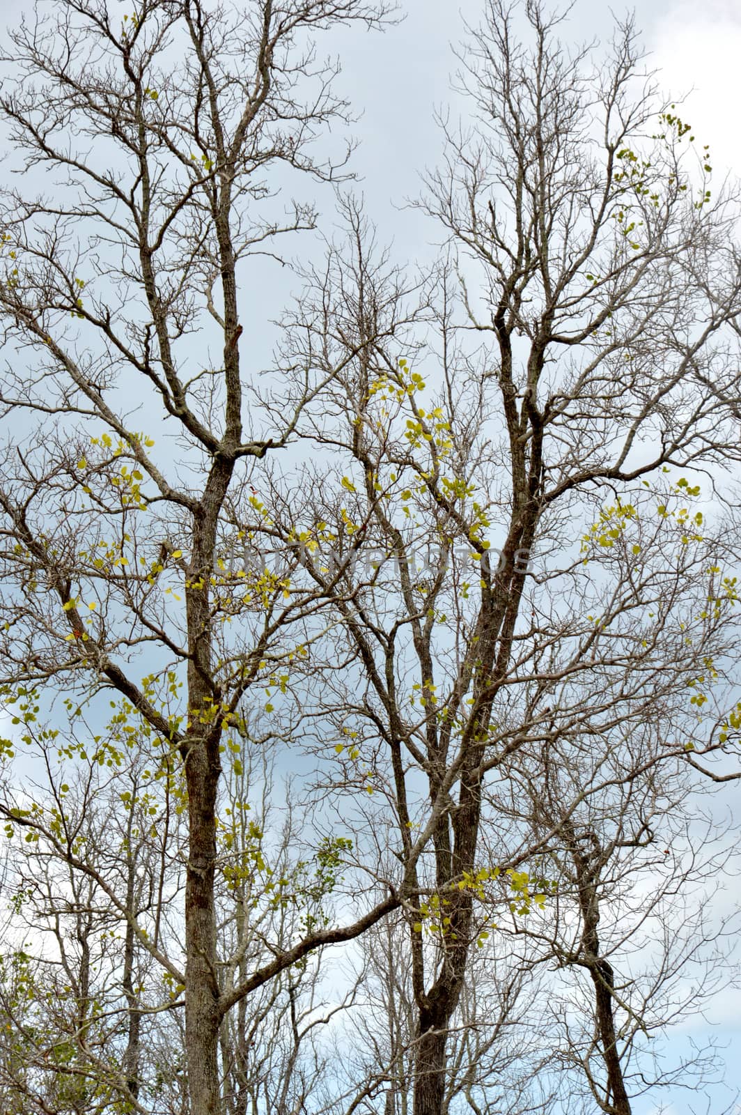 dried branches on a big tree with blue sky background