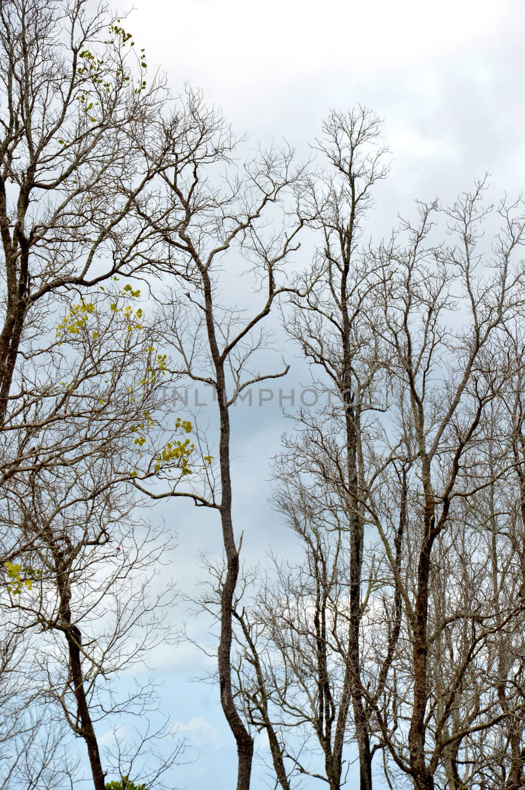 dried branches on a big tree with blue sky background