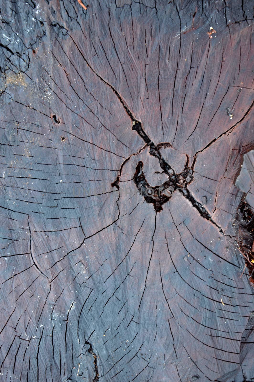 texture on the log