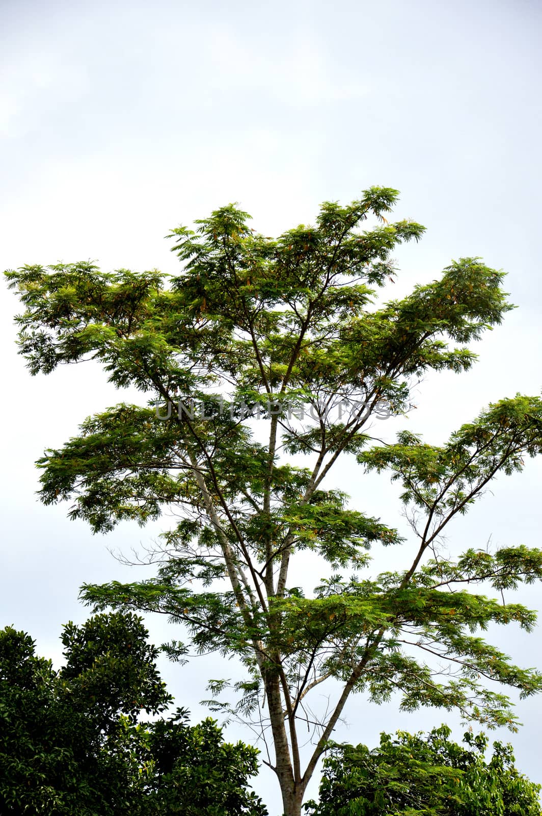 big tree against blue sky