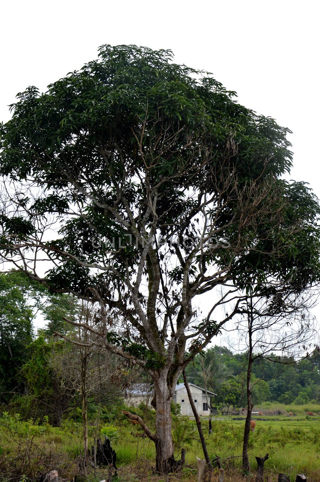 big tree against blue sky