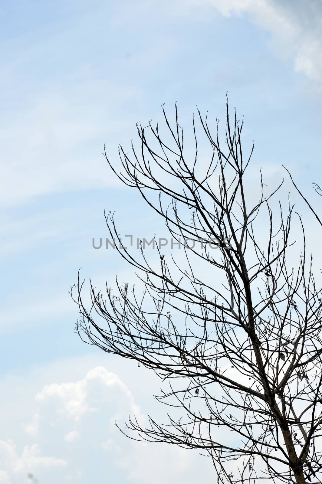 dried branches on a big tree with blue sky background