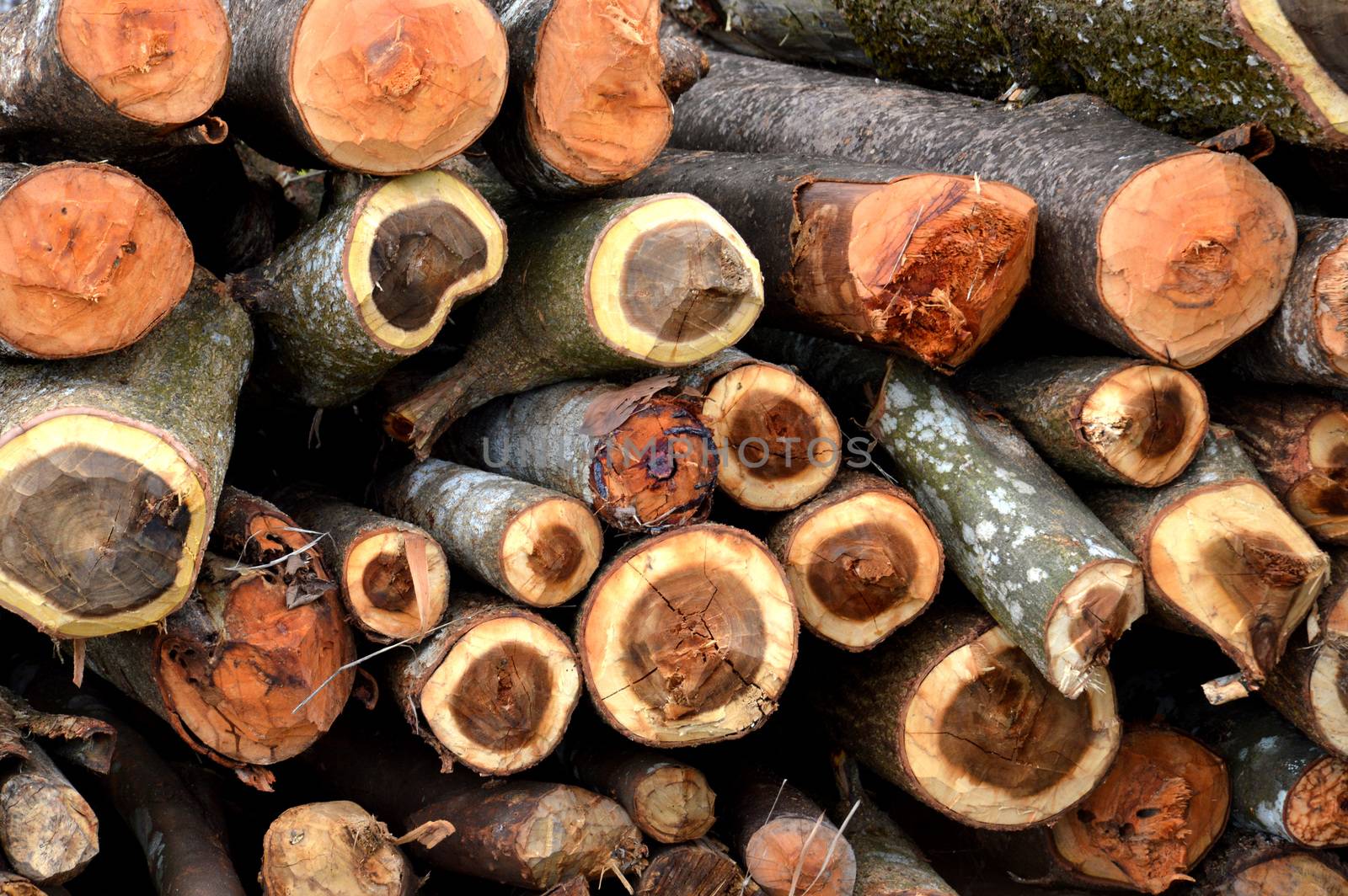 logs  by antonihalim