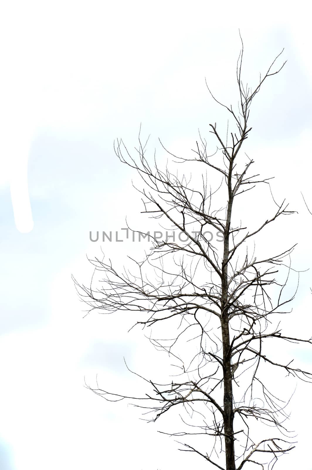 dried branches on a big tree with blue sky background