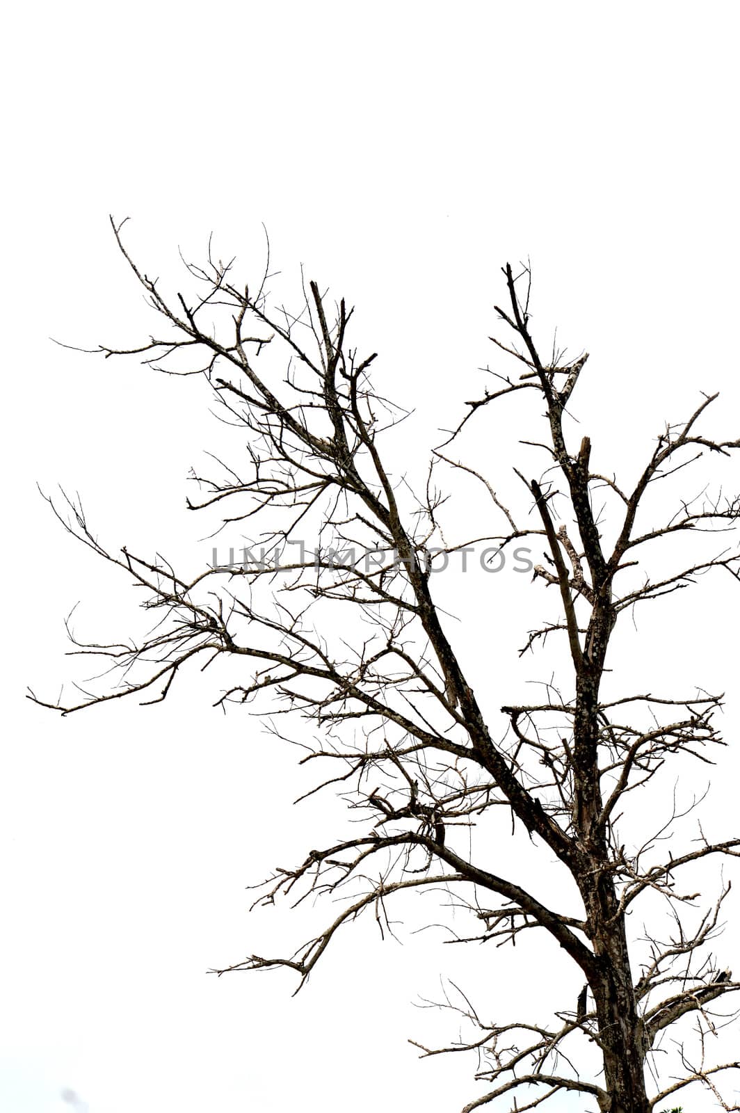 dried branches on a big tree with blue sky background