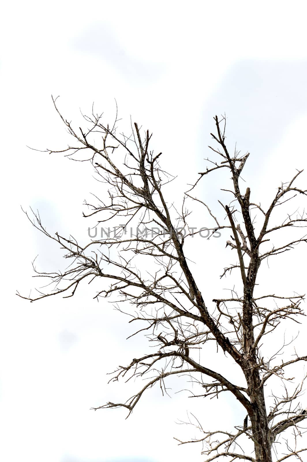 dried branches on a big tree with blue sky background