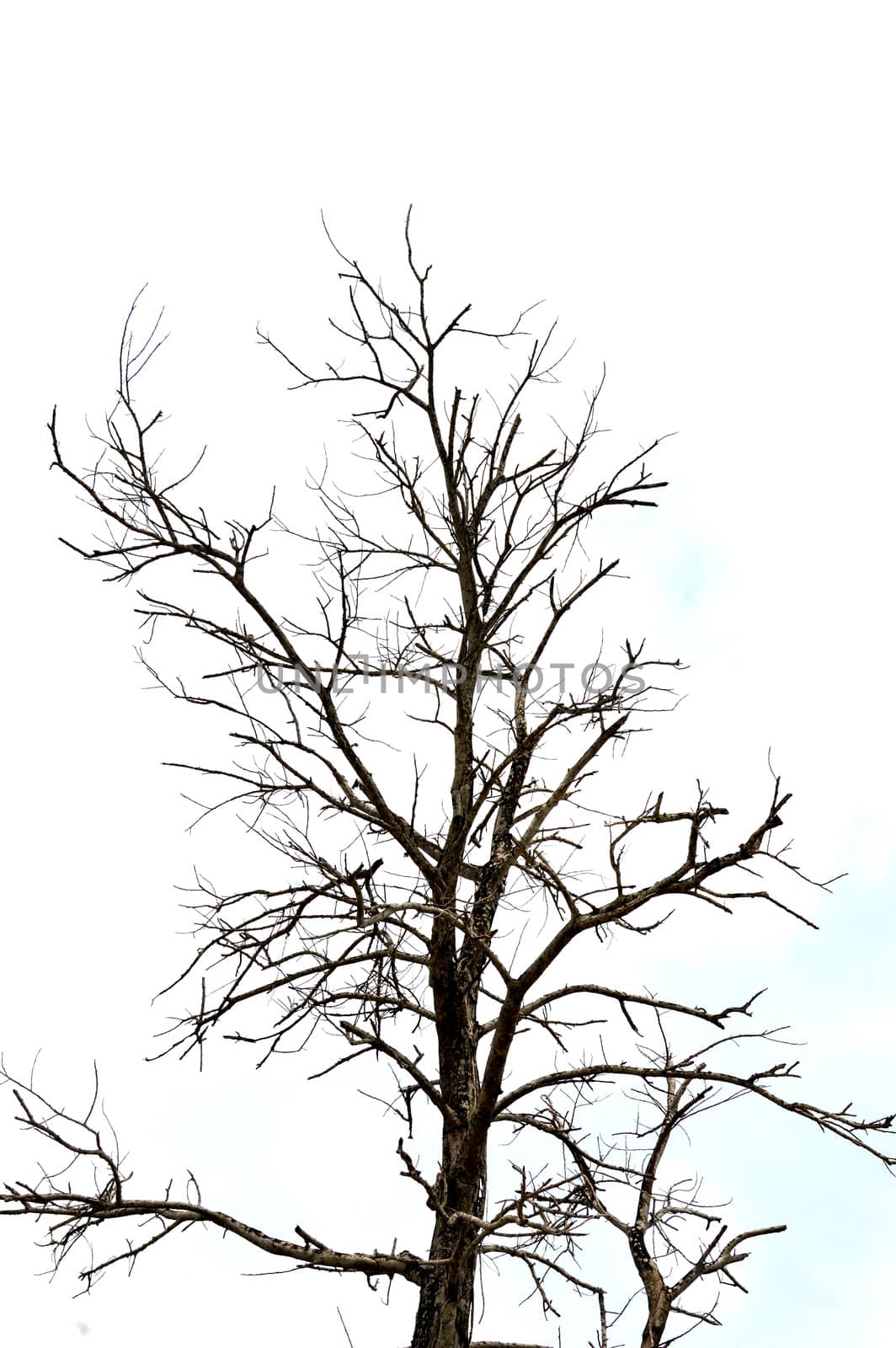 dried branches on a big tree with blue sky background