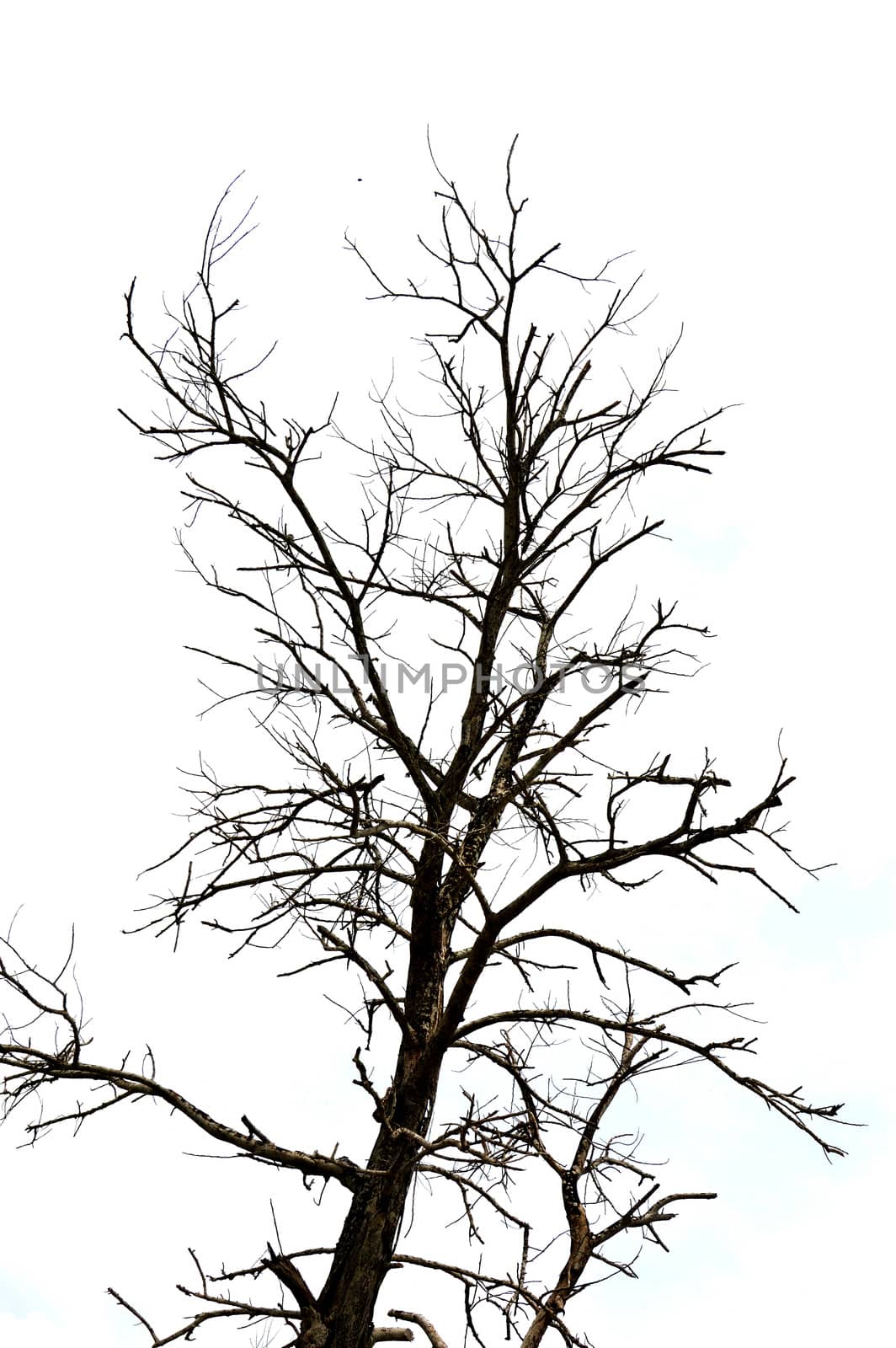 dried branches on a big tree with blue sky background