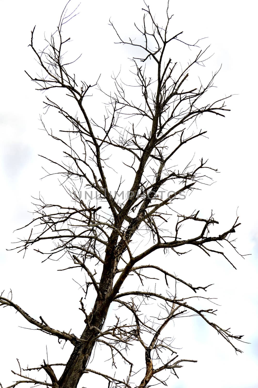 dried branches on a big tree with blue sky background