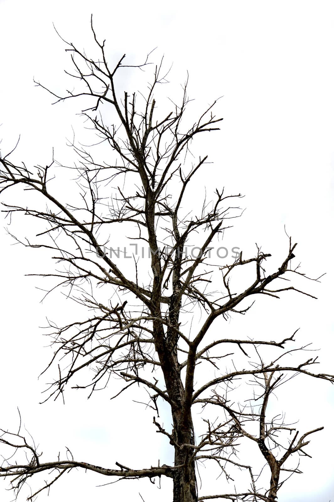 dried branches on a big tree with blue sky background