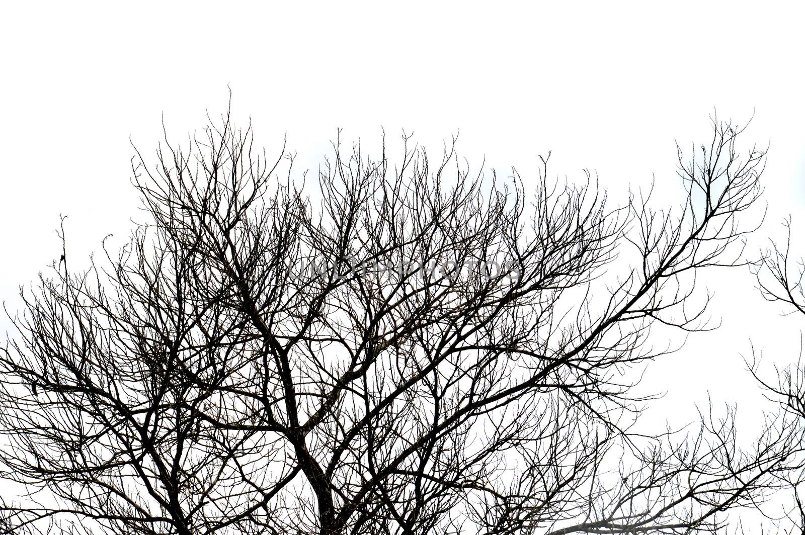 dried branches on a big tree with blue sky background