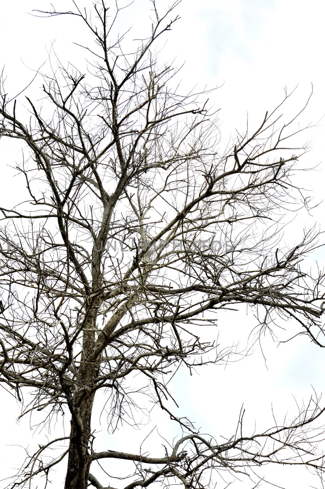 dried branches on a big tree with blue sky background