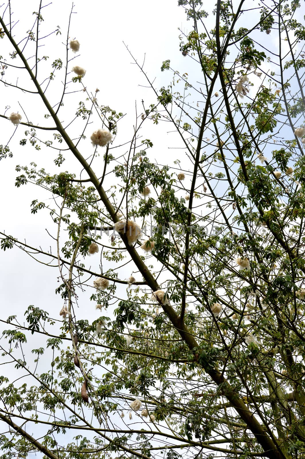 cottonwood tree