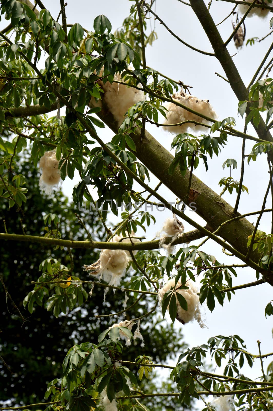 cottonwood tree