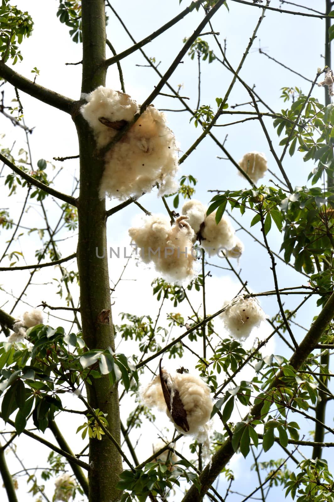 cottonwood tree