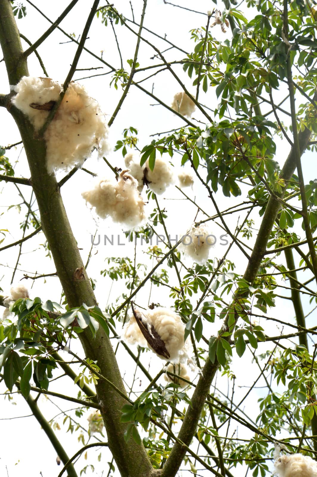 cottonwood tree