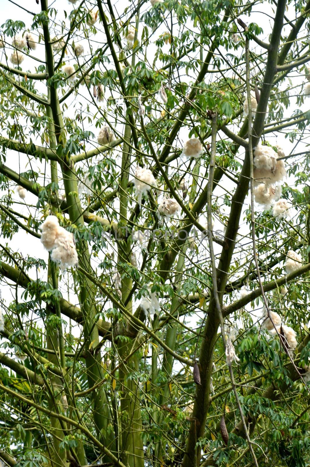 cottonwood tree