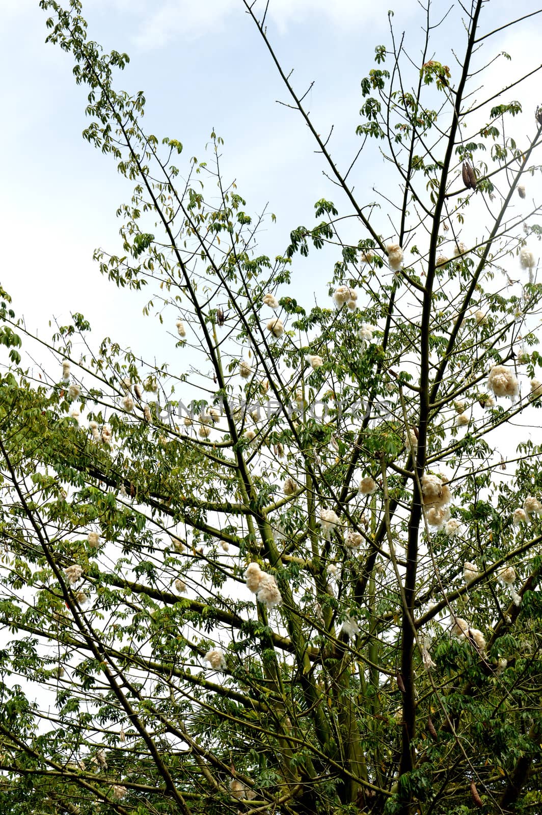 cottonwood tree