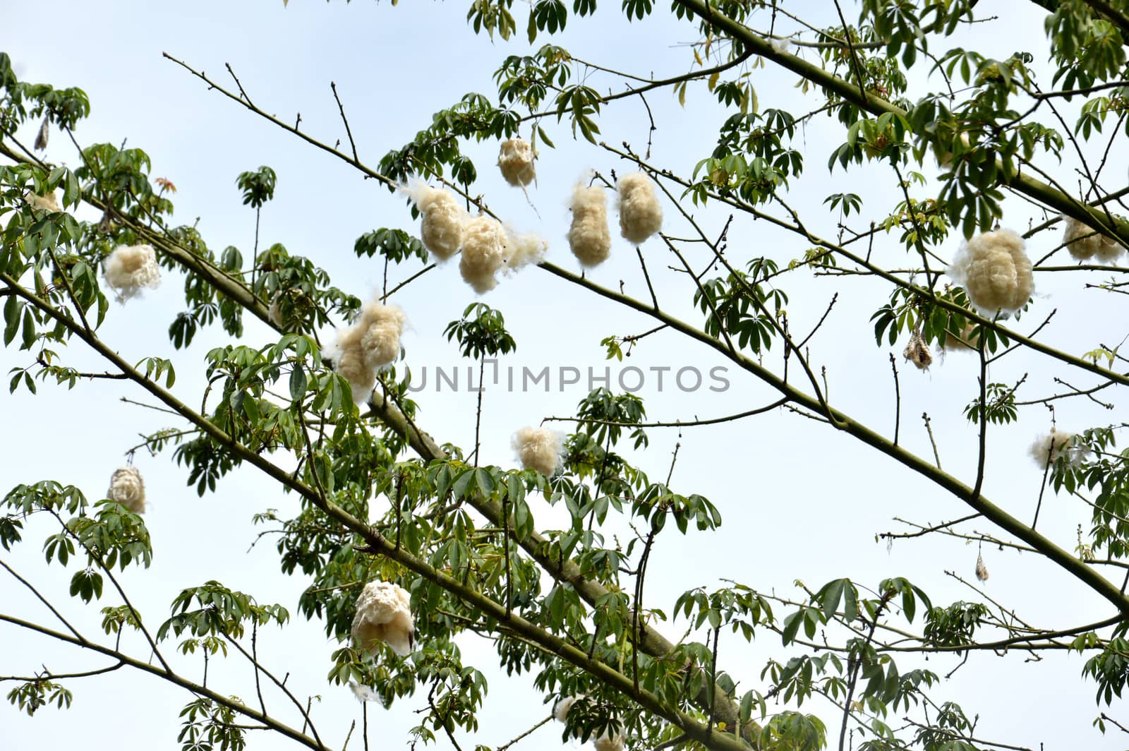 cottonwood tree by antonihalim