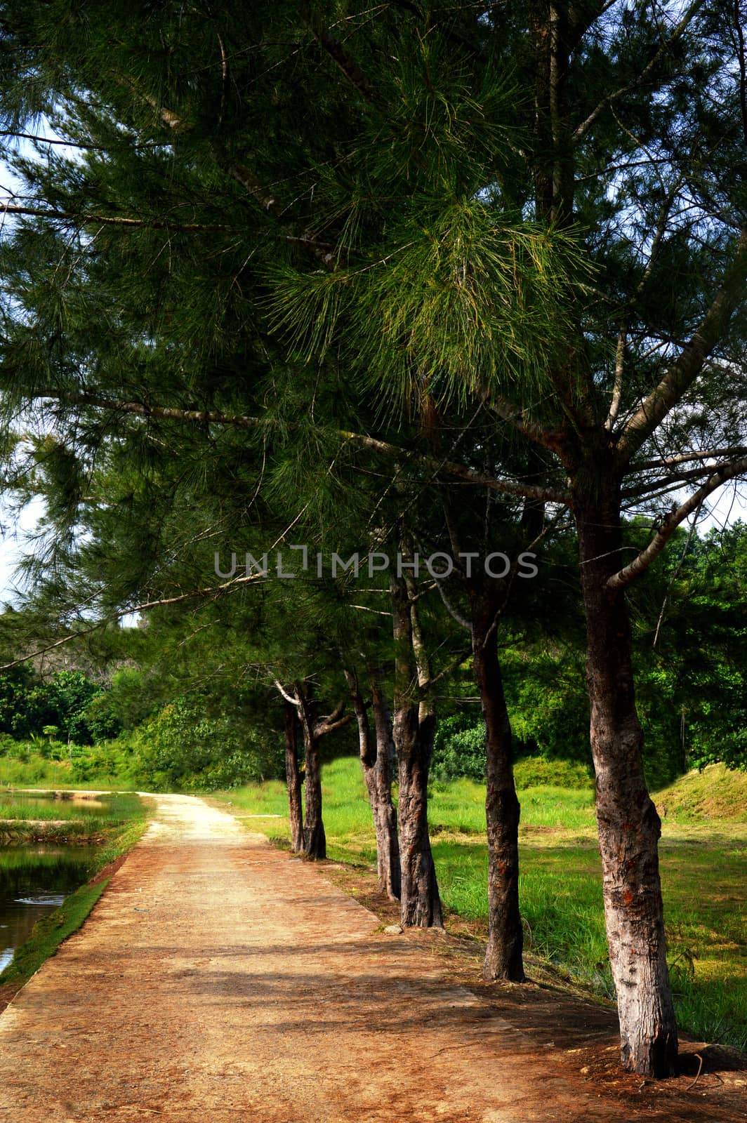 roads in a park