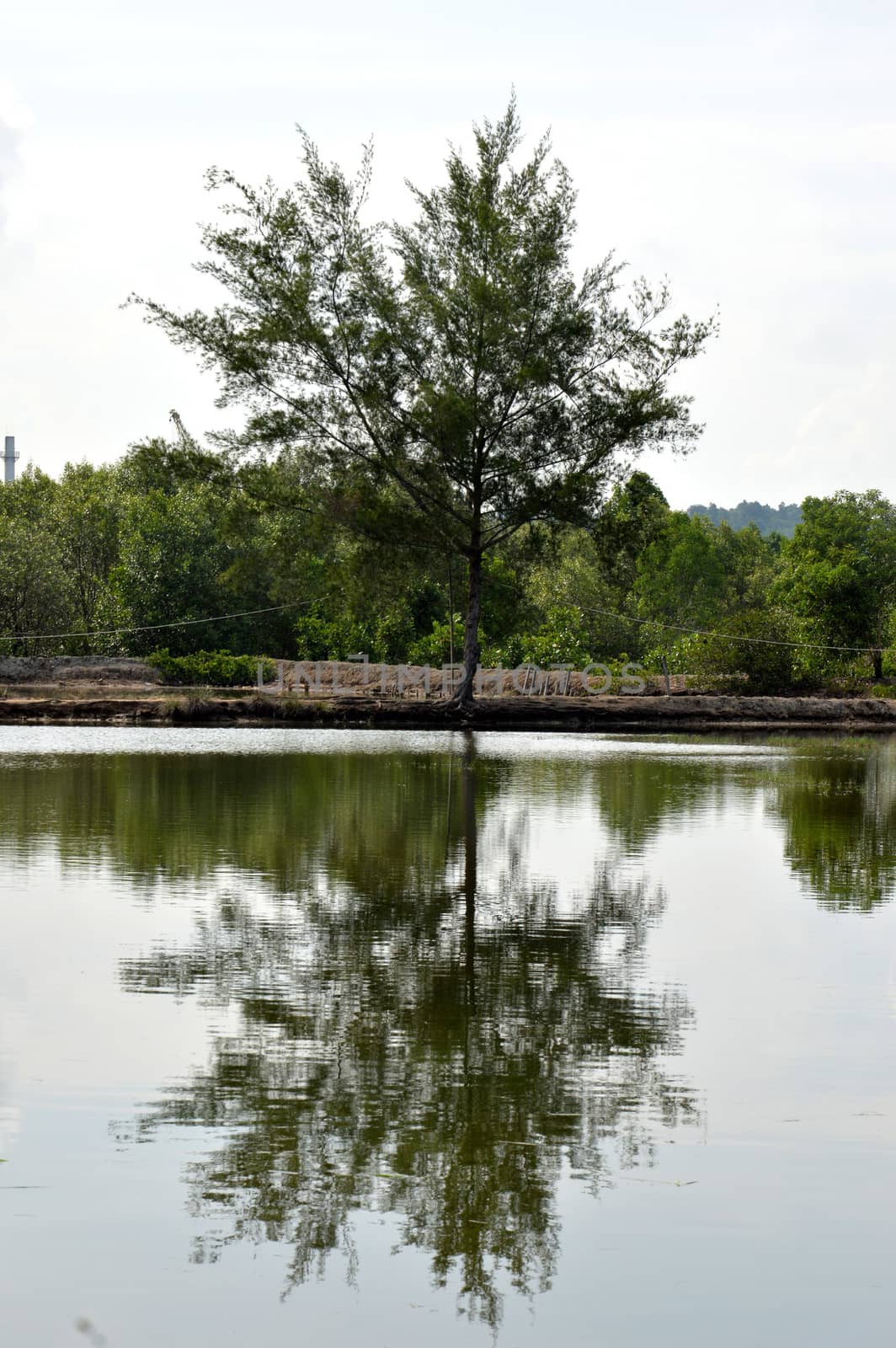 the house by the pond