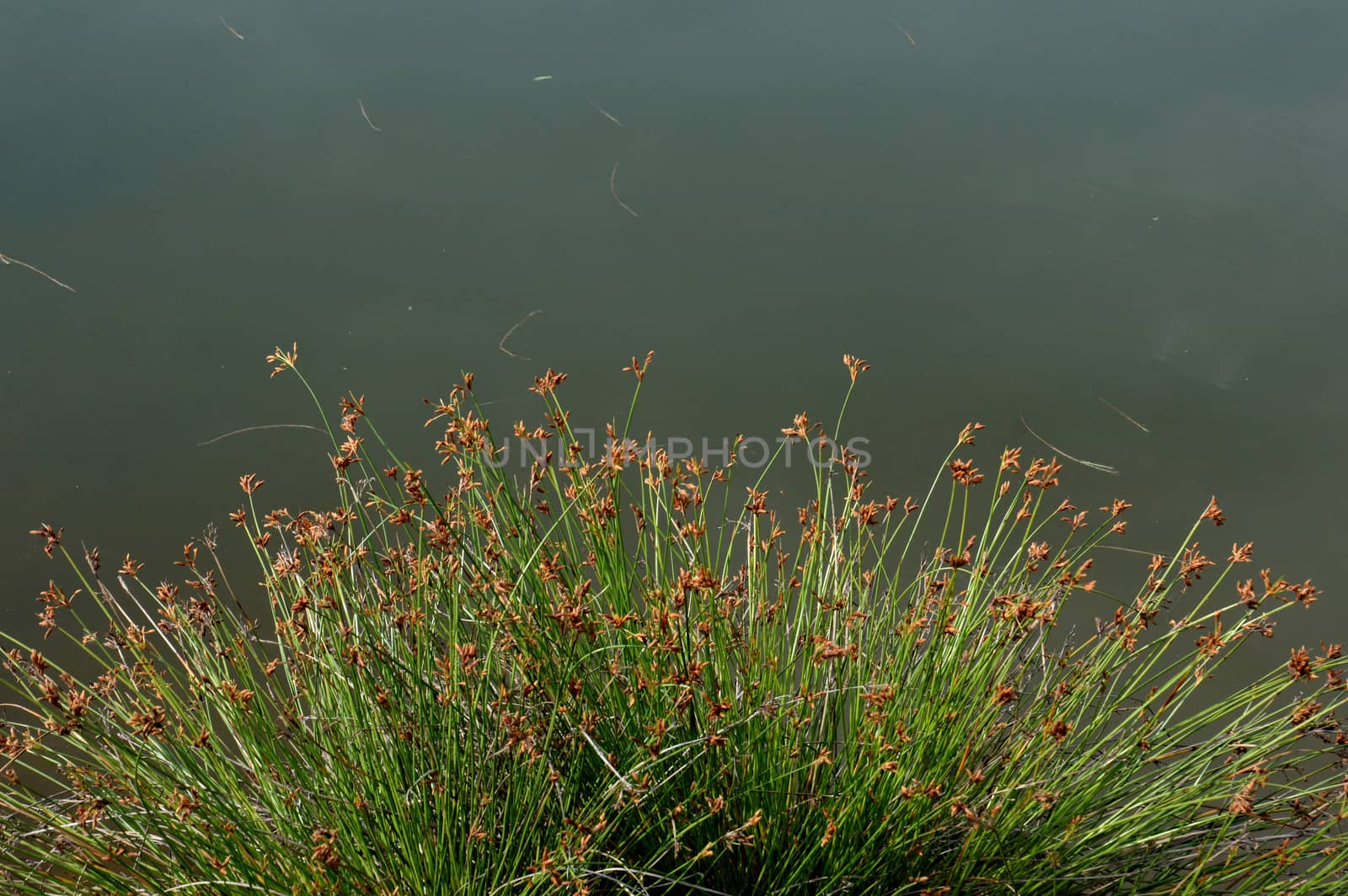 Weed grass on the edge of the pond