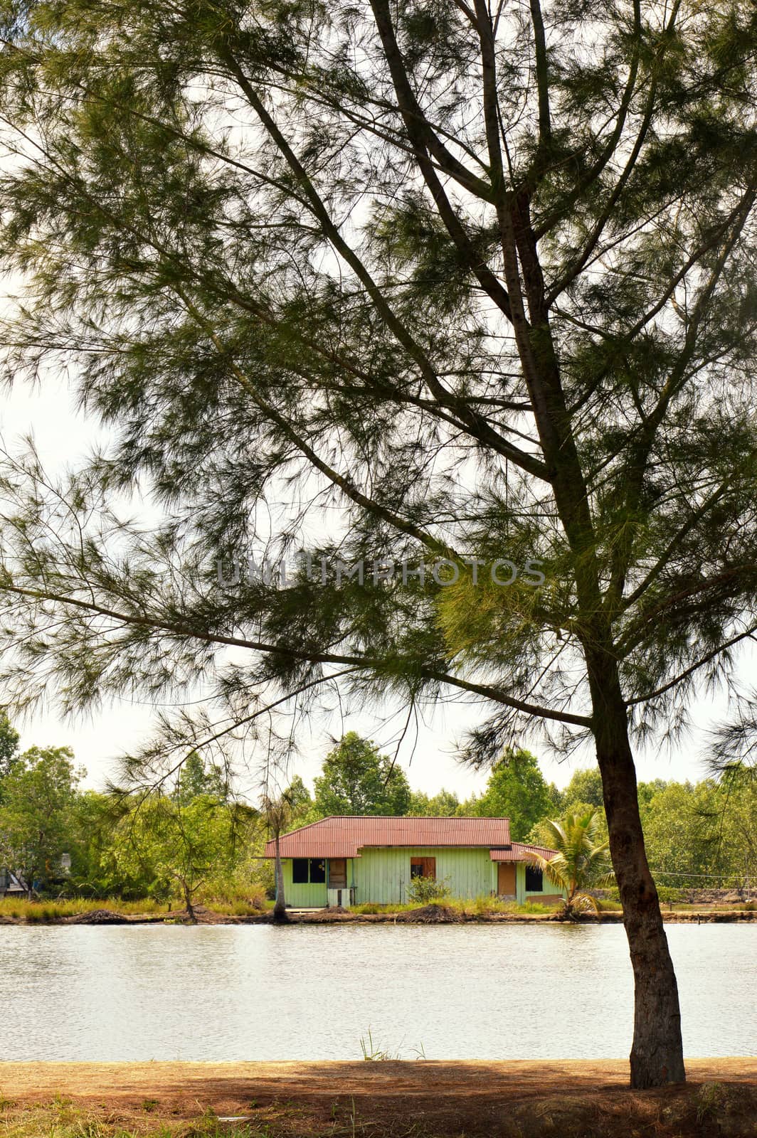 the house by the pond