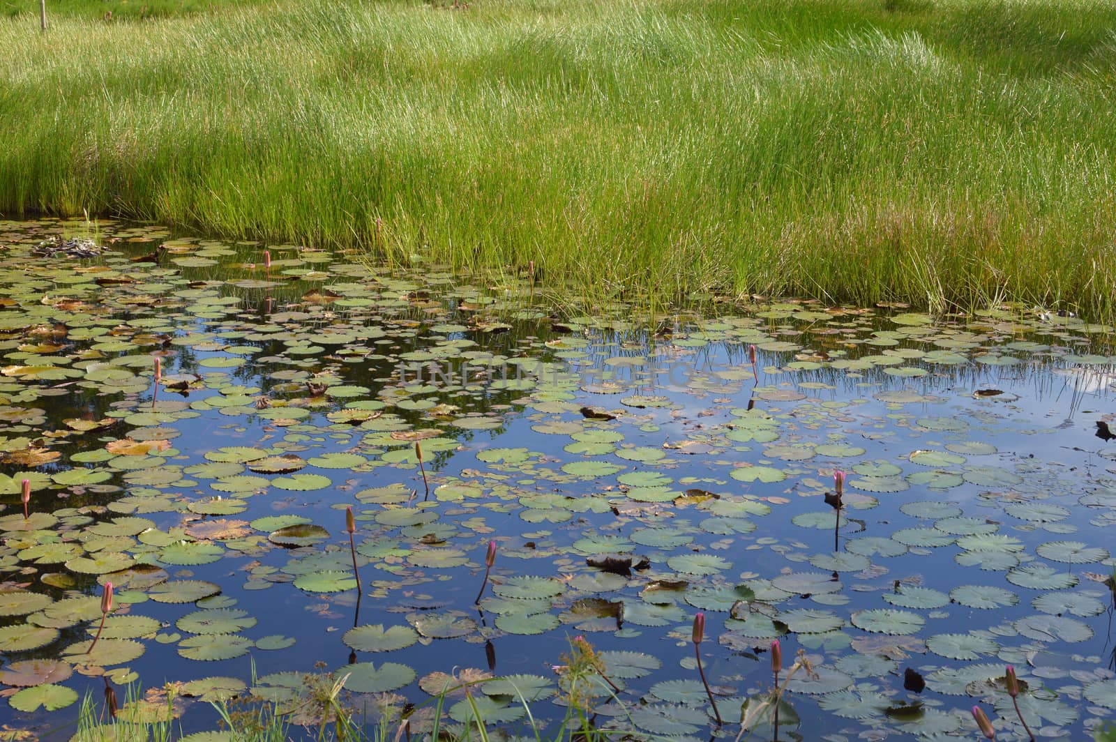 lotus pond by antonihalim