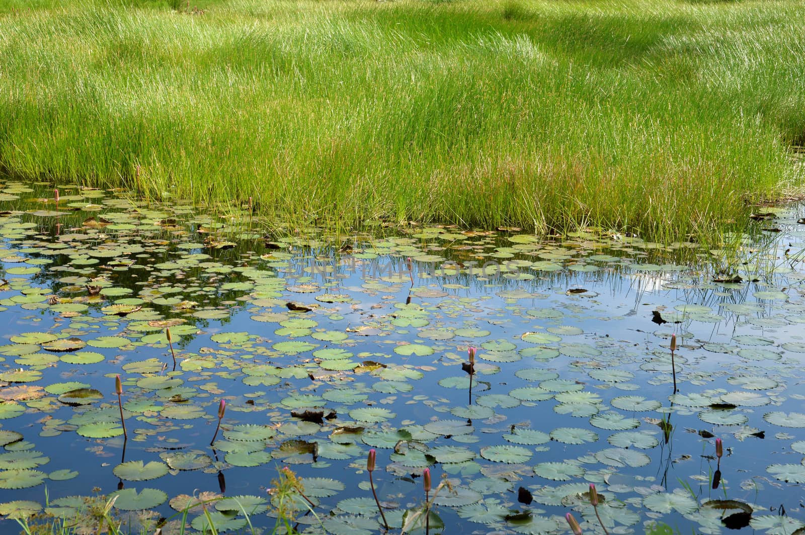 lotus pond by antonihalim