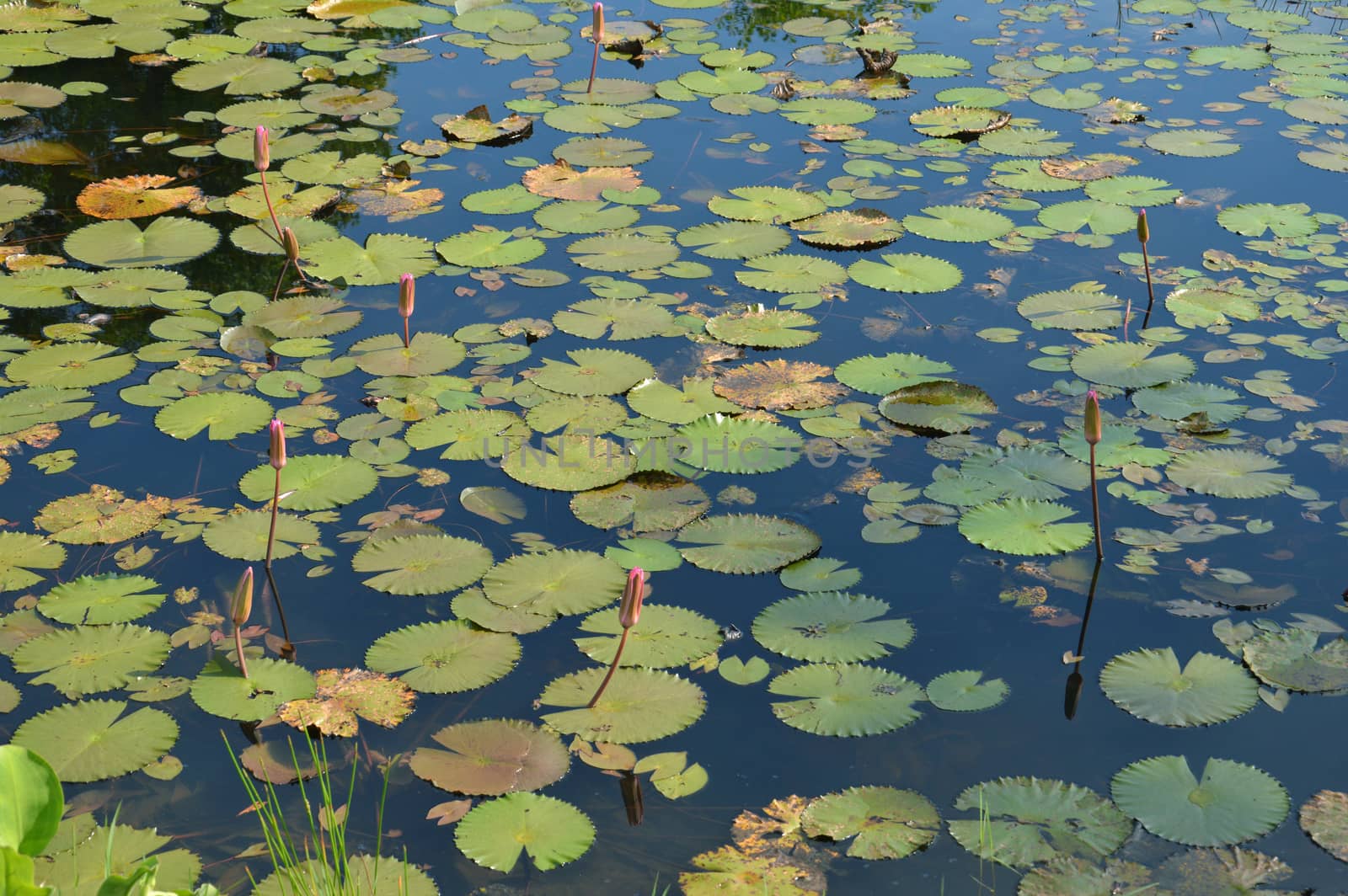 lotus pond by antonihalim