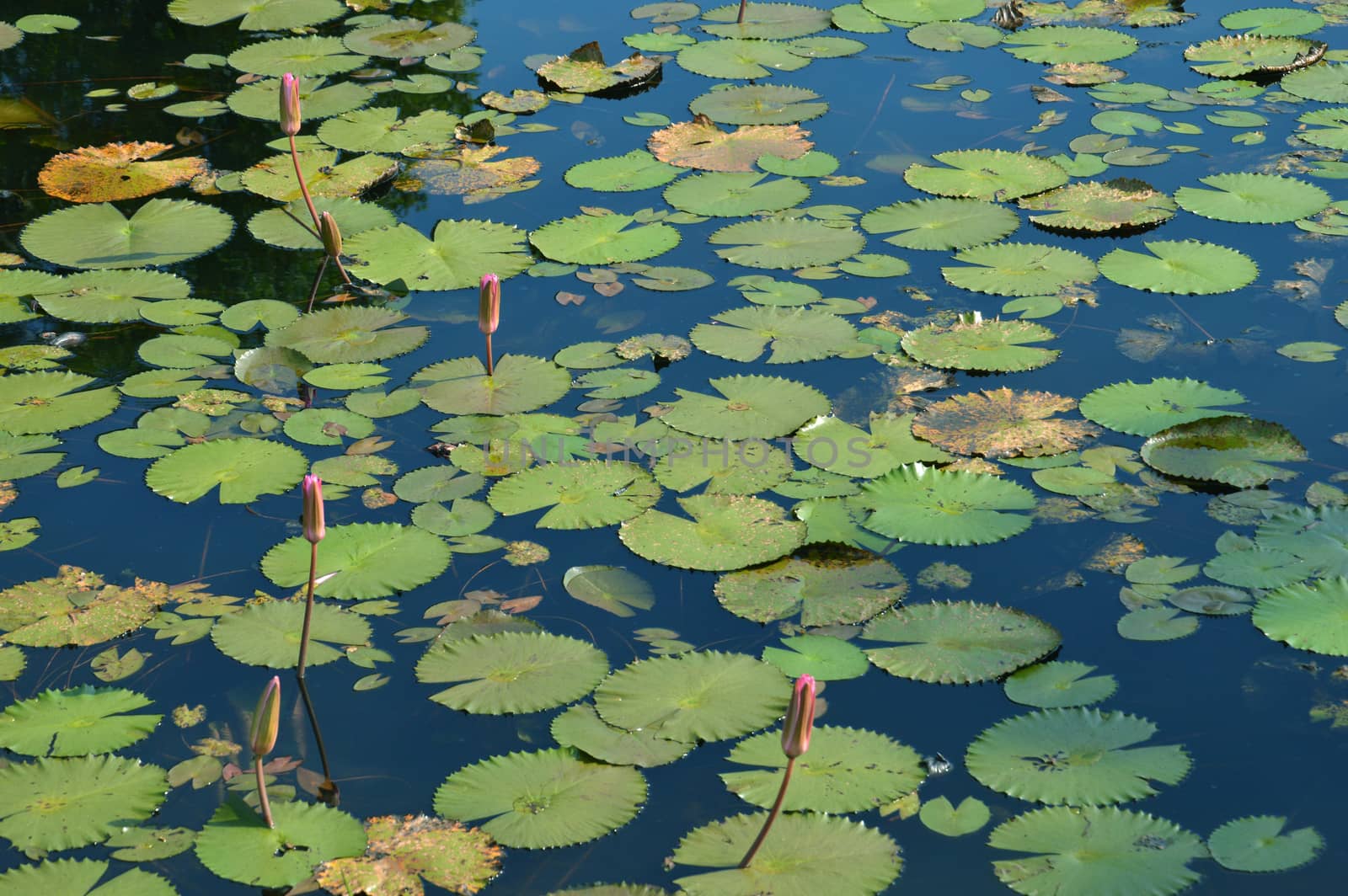 lotus pond by antonihalim