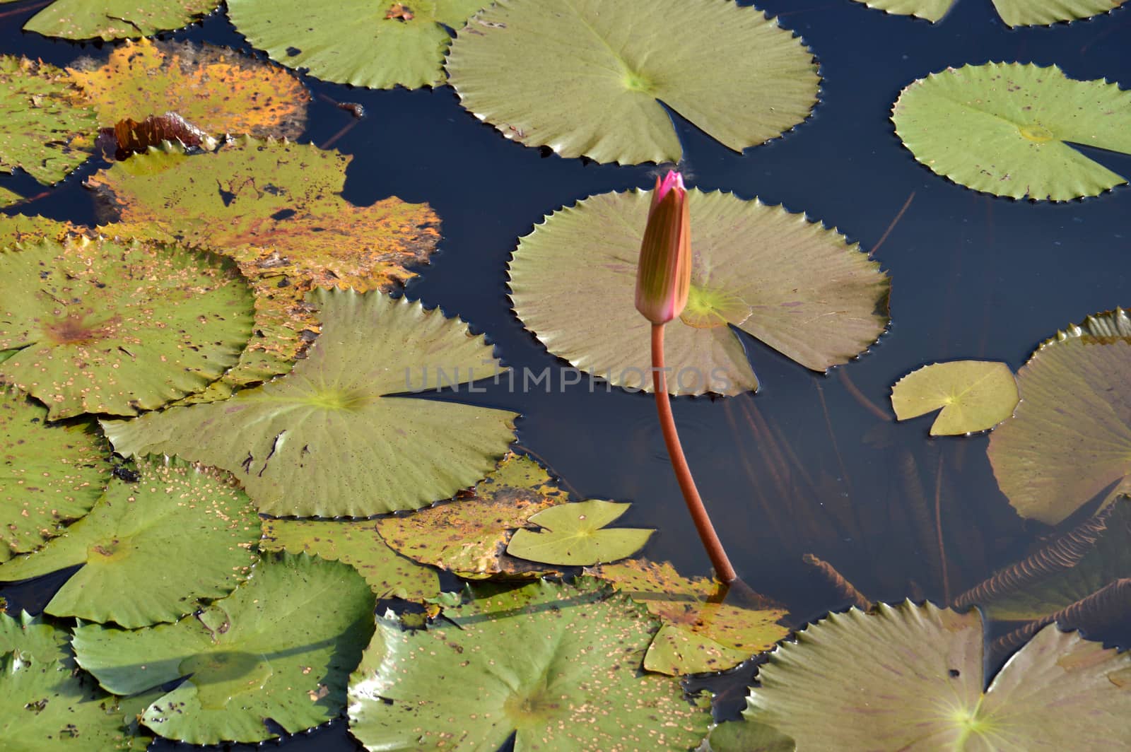 lotus pond by antonihalim