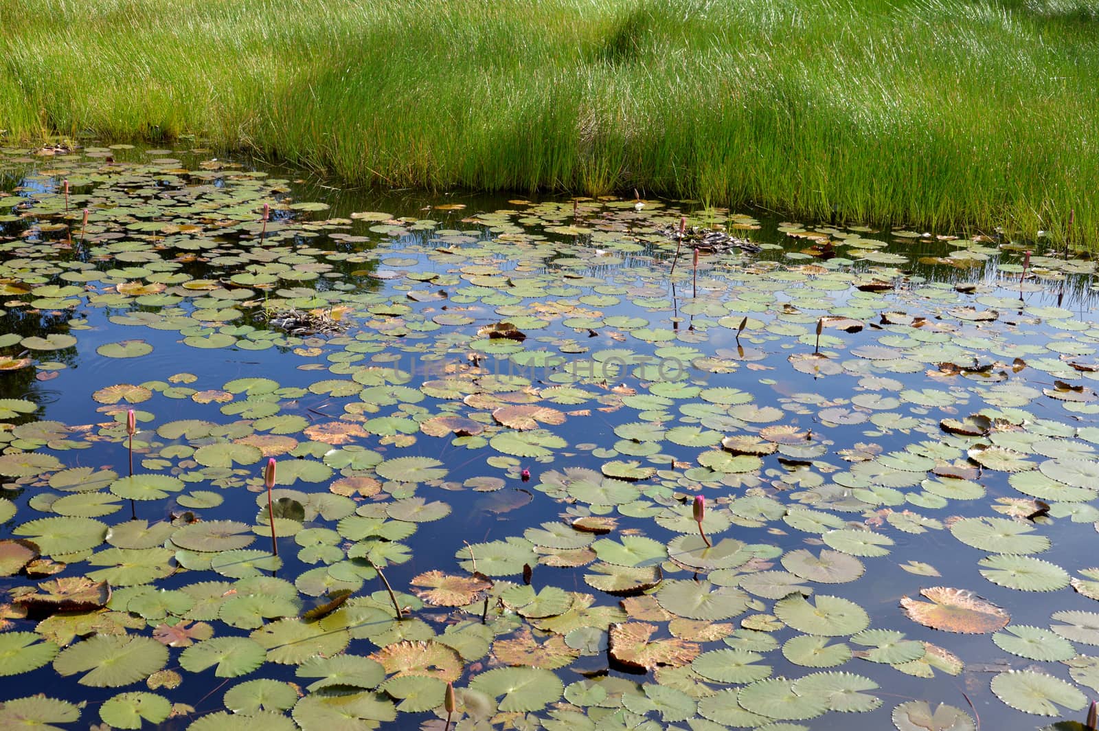 lotus pond by antonihalim