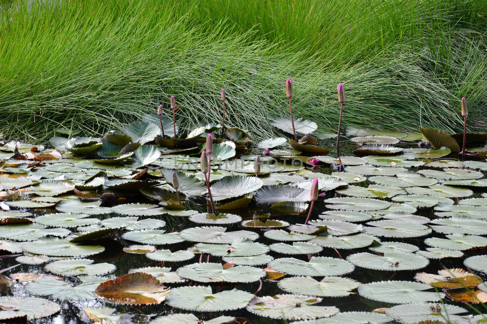 lotus pond by antonihalim