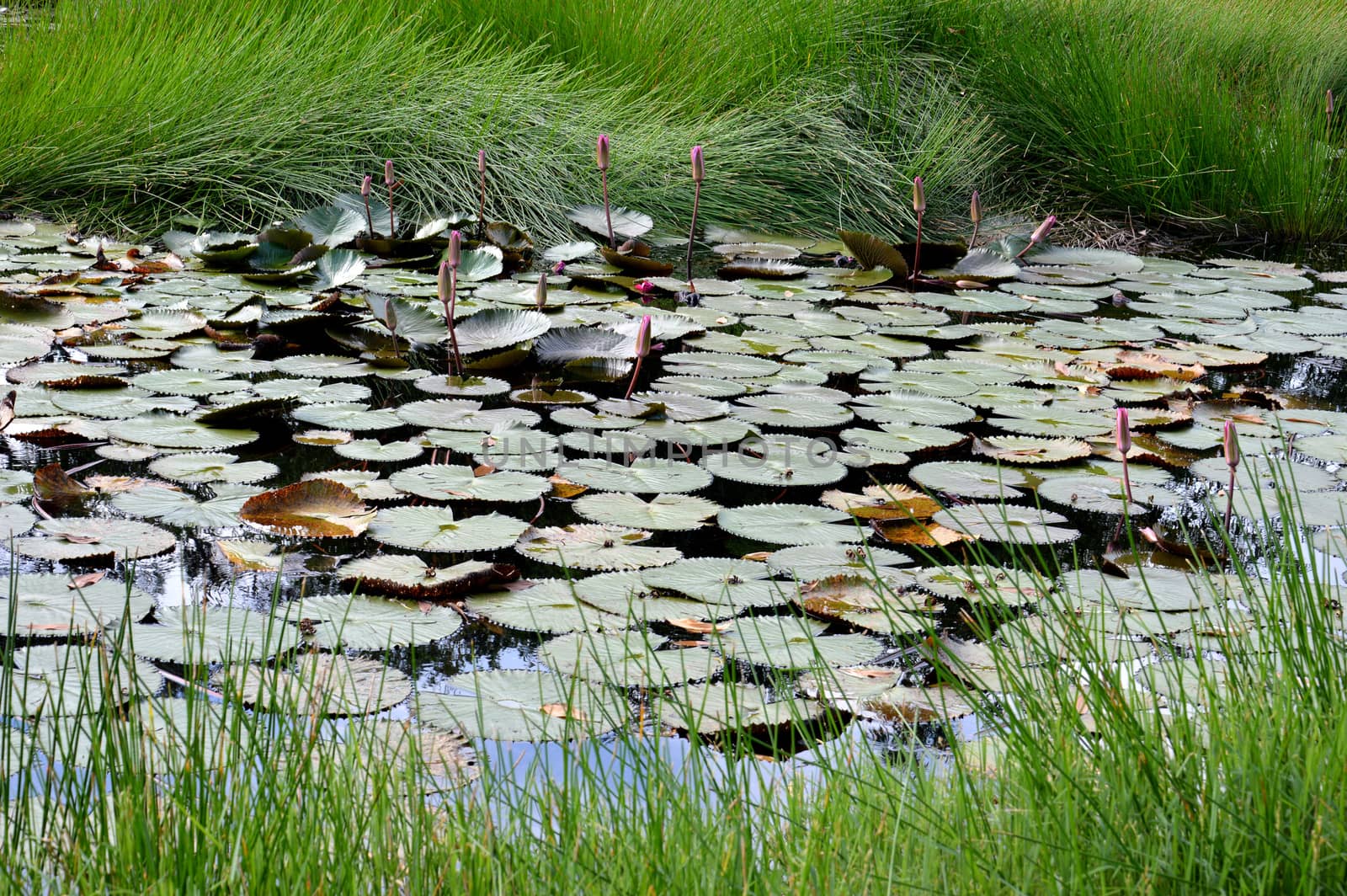 lotus pond by antonihalim