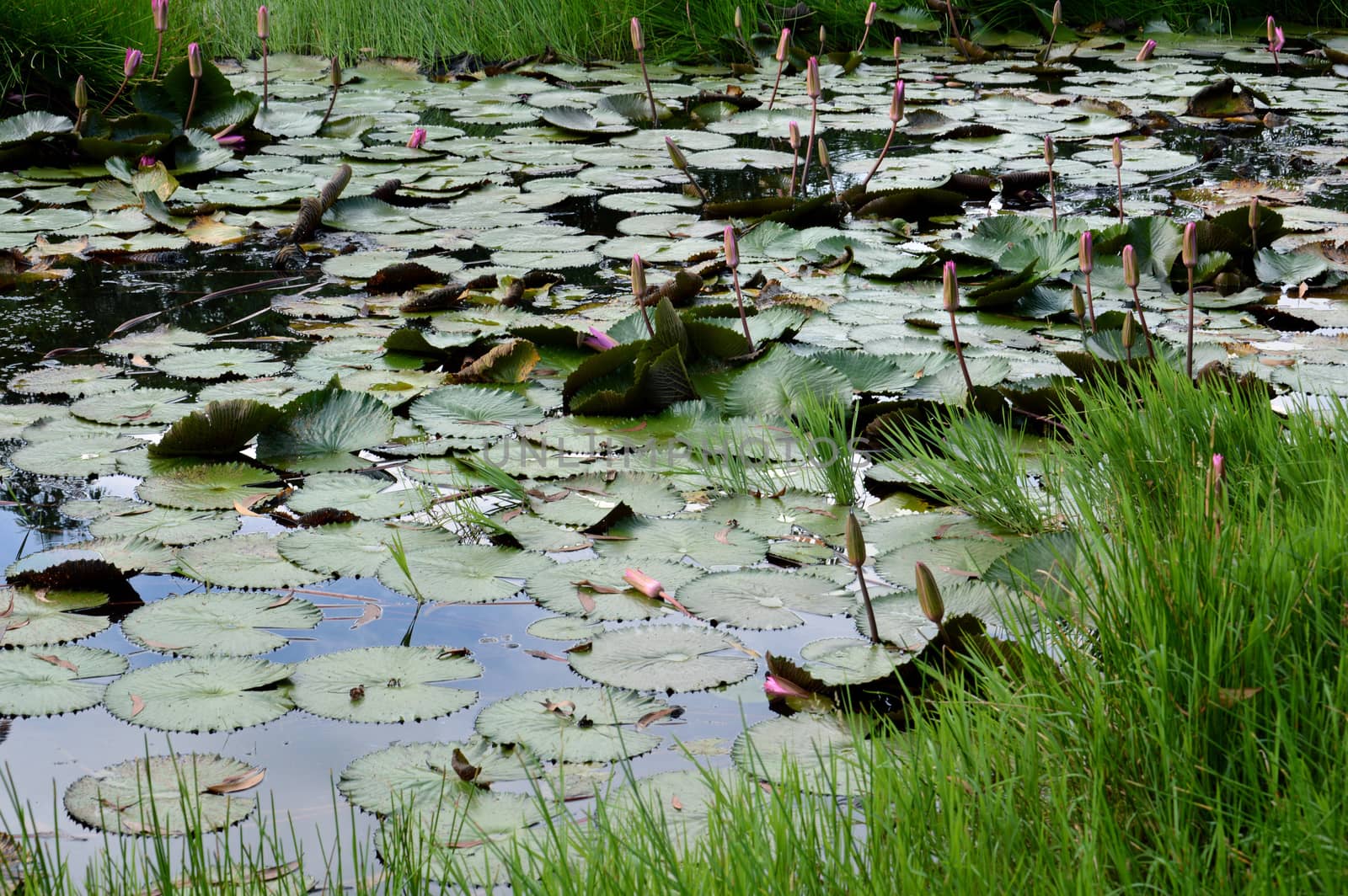 lotus has not been bloom in the pond