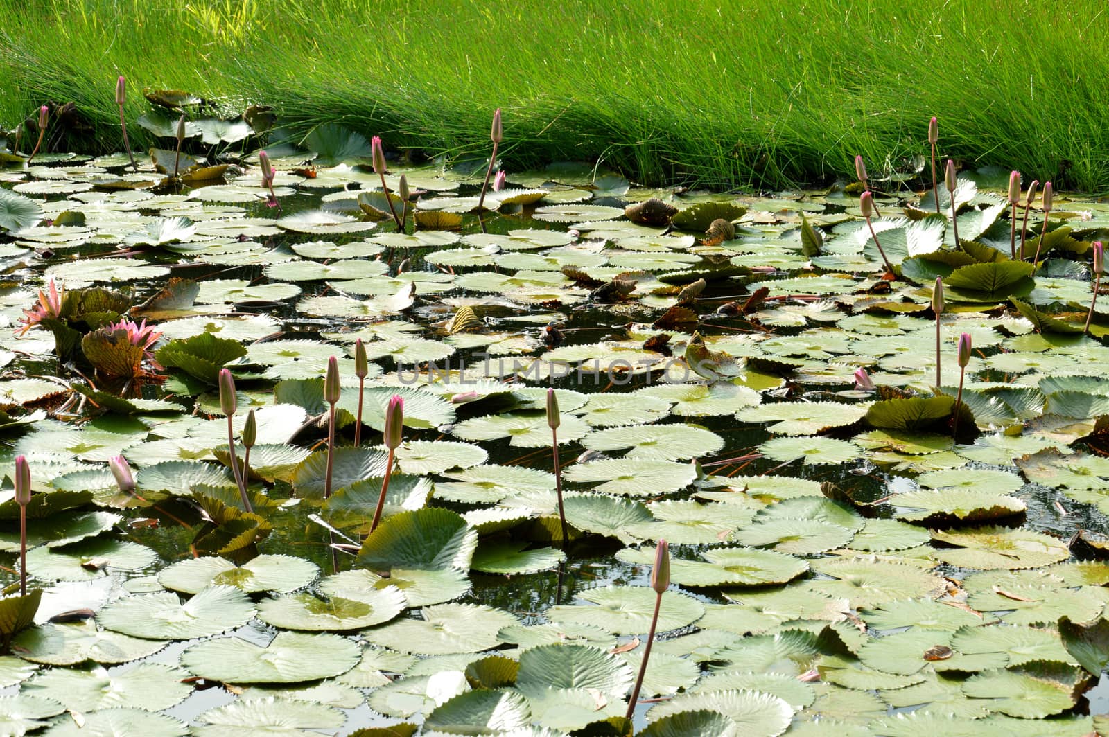 lotus pond by antonihalim