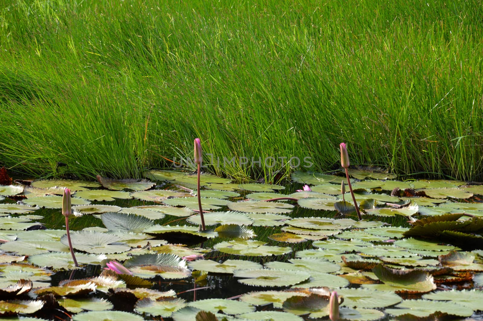 lotus pond by antonihalim