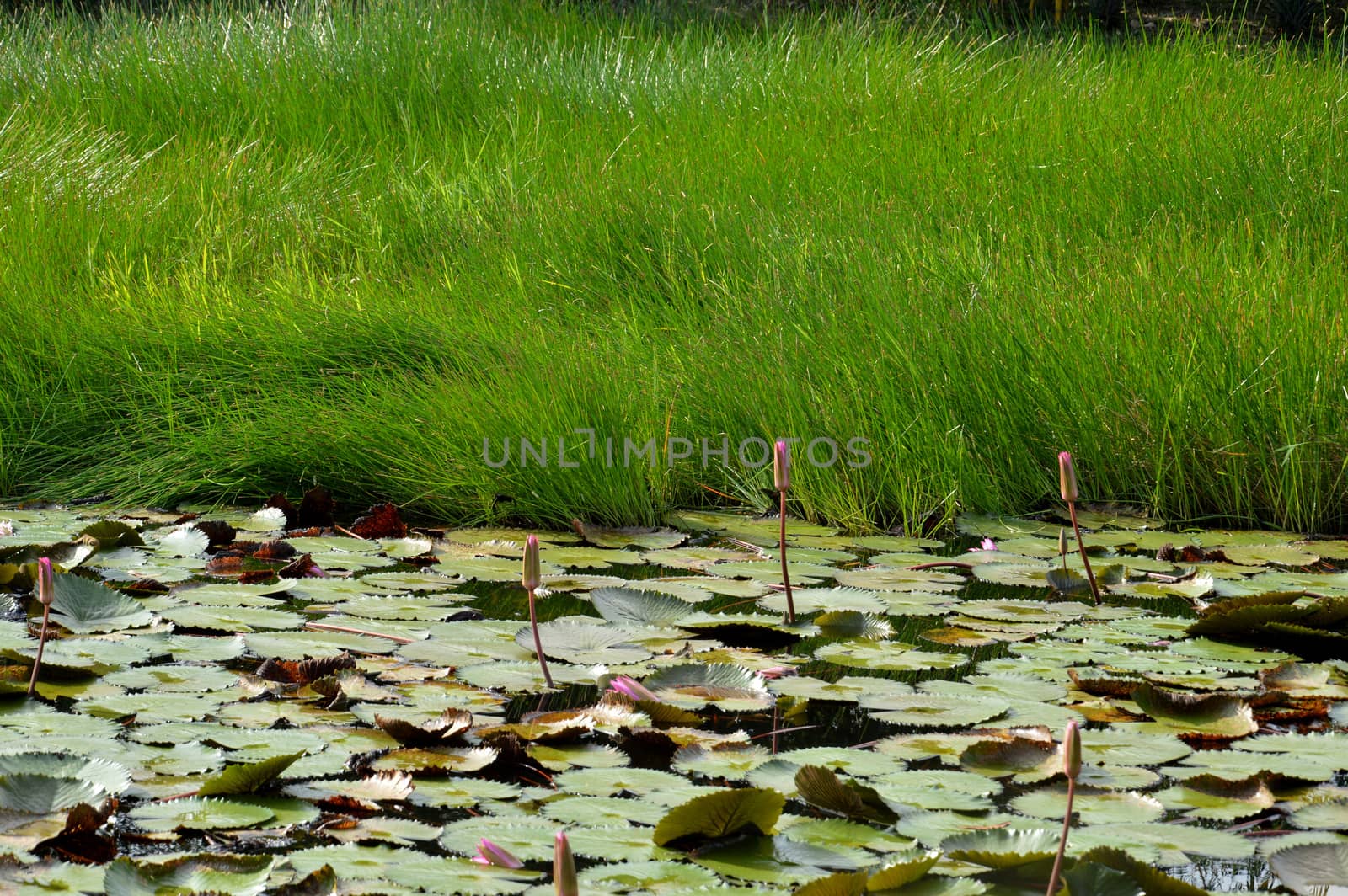 lotus pond by antonihalim