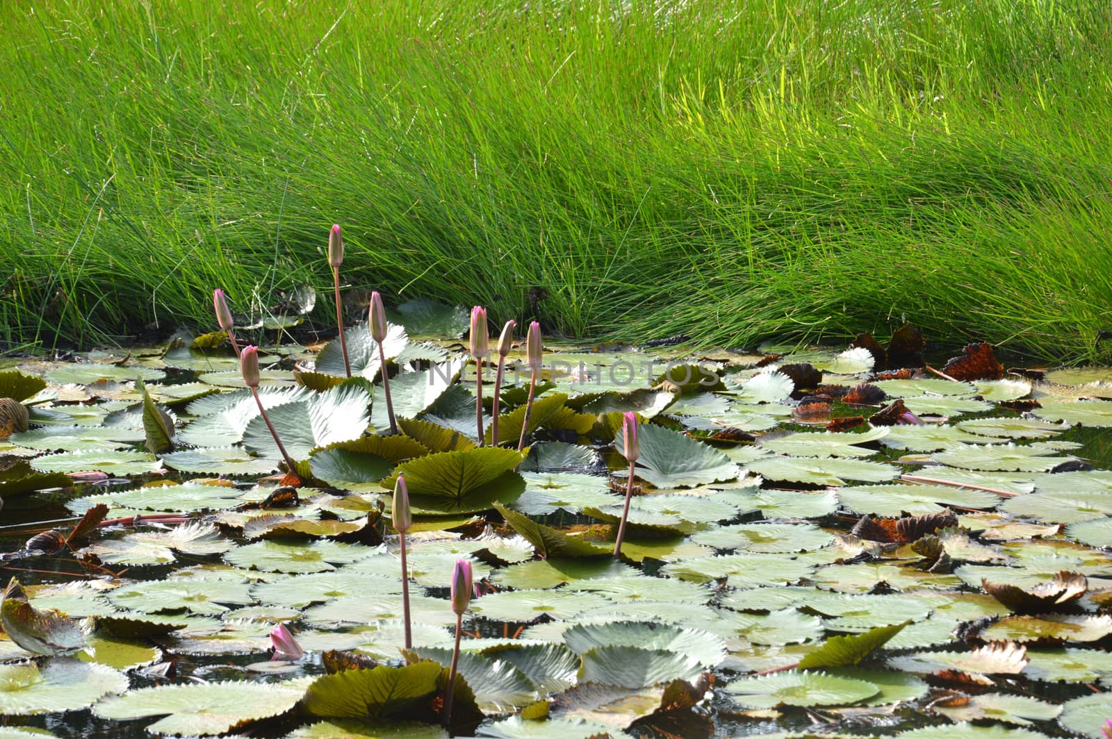 lotus pond by antonihalim